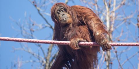 An orangutan crossing the o-line at the Smithsonian's National Zoo