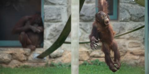 Orangutan Redd, who turned 3 years old Sept. 12, 2019, swings on a rope at Think Tank. 