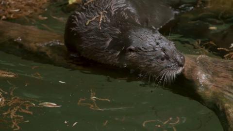 North American river otter pup Potomac explores his habitat at American Trail. 