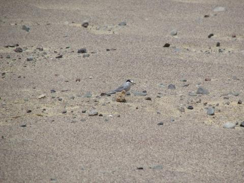 A shorebird, called a Peruvian tern, with white feathers and a black "mask" of feathers. The bird stands camouflaged among the desert landscape of Peru's Paracas National Reserve.