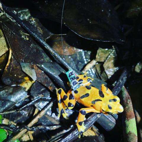 Variable Harlequin Frogs Return to the Wild