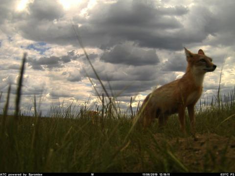 A small fox, called a swift fox, standing on Montana's grassy plains under a cloudy sky. The photo was captured by a camera trap.