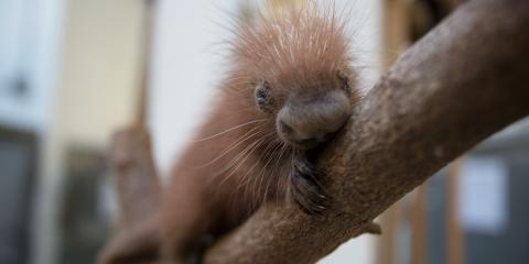 a baby prehensile-tailed porcupine lounges on a tree branch