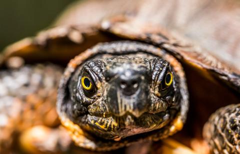 A close-up photo of a wood turtle's face. The turtle has yellow eyes and black and yellow-orange mottled skin