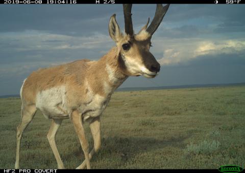 A camera trap photo of a hoofed animal (called a pronghorn) with thick fur, big ears and large, flattened antlers walking across the wide-open grasslands of the American prairie
