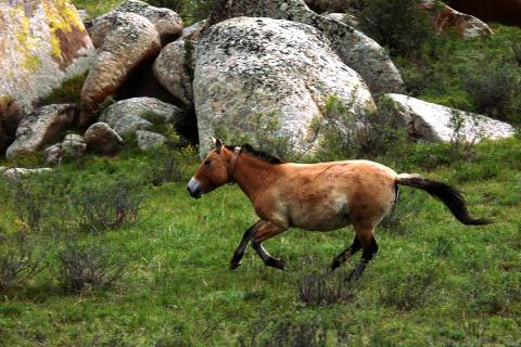 A Przewalski's horse running through the grass with large boulders in the background