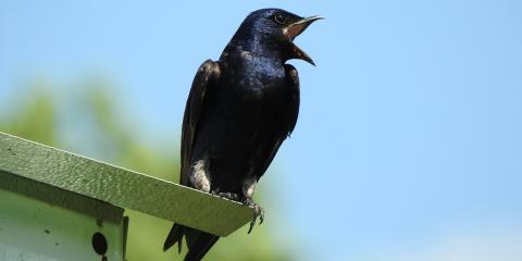 A purple martin bird perched on the edge of a bird house with its mouth open in a call
