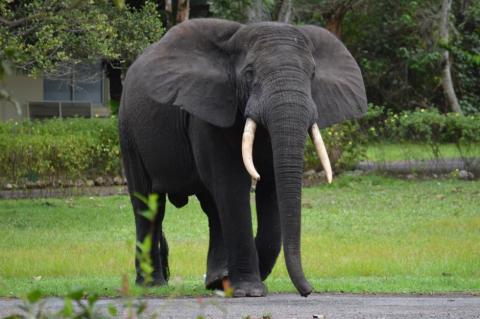 African elephant in Gabon