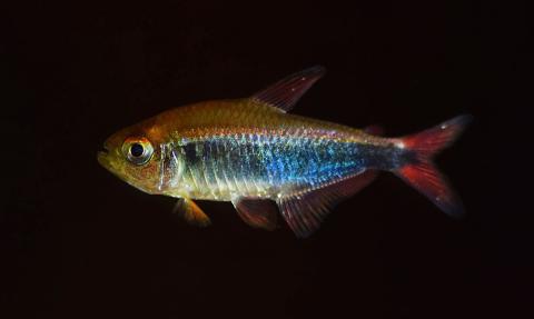 A small, iridescent red and blue fish found in Peru. Researchers believe it is a red-blue Peru tetra fish but need to conduct a DNA analysis to confirm