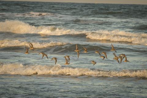 a flock of birds flies over beach waves