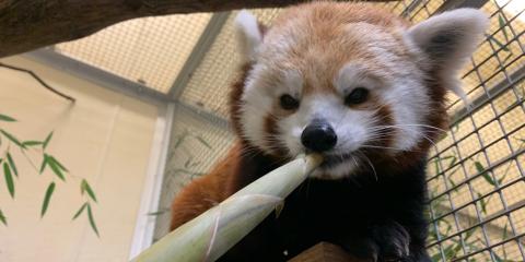 Red panda Asa eating a bamboo shoot at Asia Trail. 
