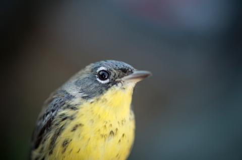 A close-up of a Kirtland's warbler songbird