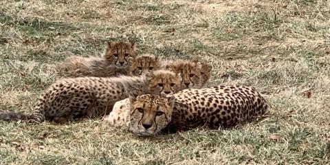 Female cheetah Rosalie lays on her side with her legs away from the camera but her head turned toward it. Her five cubs lay next to (behind) her. They are laying on grass, which is mostly light brown with some areas of green.