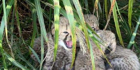 three cheetah cubs in the grass