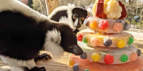 Black-and-white ruffed lemurs Aloke and Wiley nibble on their flower-themed fruitsicle cake.