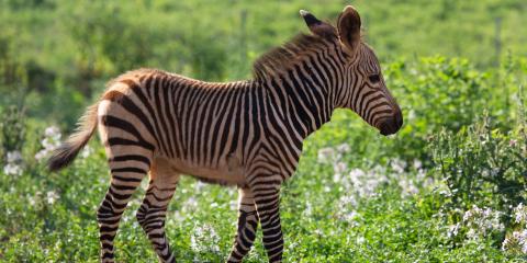Zebra colt in a field at the Smithsonian Conservation Biology Institute. 