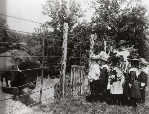 A black-and-white photo from 1899 of a group of schoolchildren looking at an American bison at the Smithsonian's National Zoo