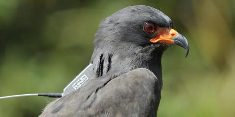 A dark gray bird with red eyes and an orange and black beak, called a snail kite, wearing a GPS satellite tracker on its back