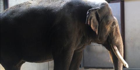 Asian elephant Spike in the Elephant Barn.