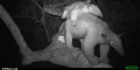 A camera trap photo of an adult tamandua carrying a baby on its back as it crosses a branch high in the rainforest canopy at night.