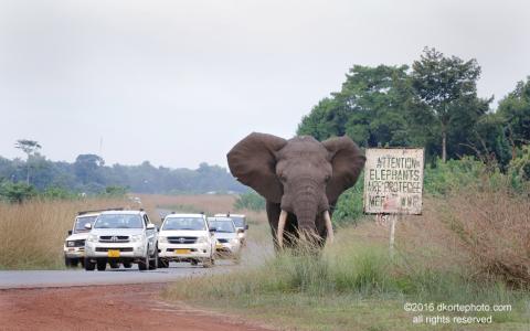 African Elephant in Gabon