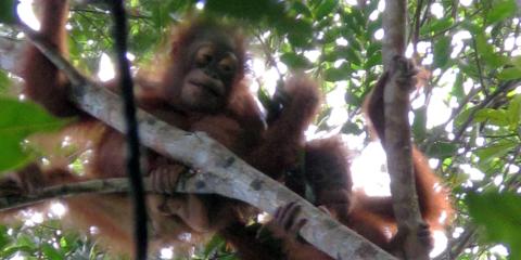 Orangutans in Borneo