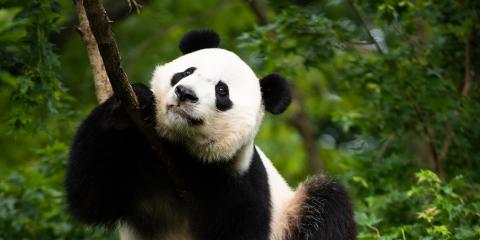 Bei Bei resting on a limb of a tree. 