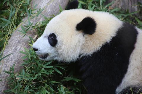 Giant panda Bei Bei 