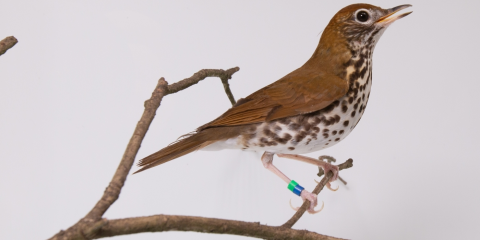 a woodthrush perched on a branch