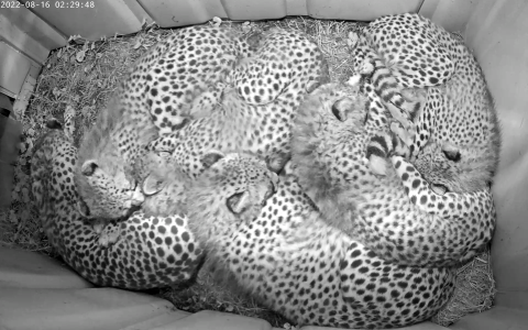 An infrared (black and white) image from a cheetah cub cam showing six cheetahs curled up and intertwined with each other in a small den
