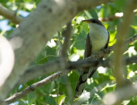 A bird, called a yellow-billed cuckoo, with a long tail and a yellow bill perches on a branch in a tree