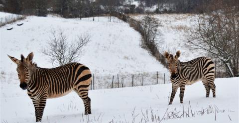 Hartmann's mountain zebra mother Mackenzie (L) and her son Yipes (R) in the snow at SCBI.