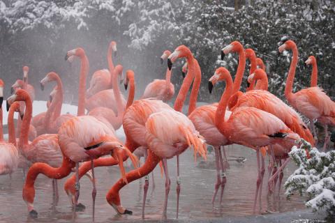 Why are Flamingos Pink? And Other Flamingo Facts | Smithsonian's National Zoo Why are Flamingos Pink? And Other Flamingo Facts | Smithsonian's National Zoo