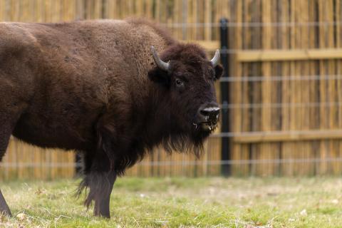 An American bison with thick fur, a broad shoulder hump, a large head and short, curved horns an