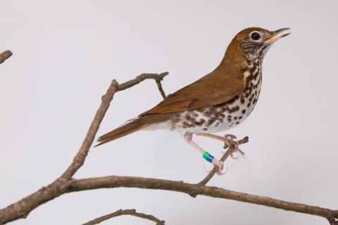 Wood thrush on a branch