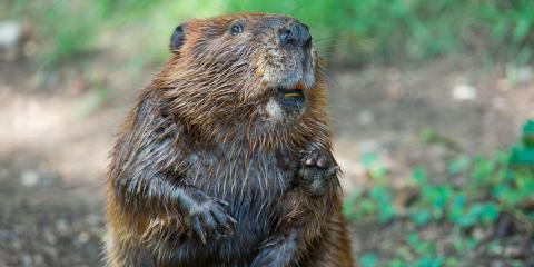 A beaver with thick, brown, wet fur, small paws and orange teeth