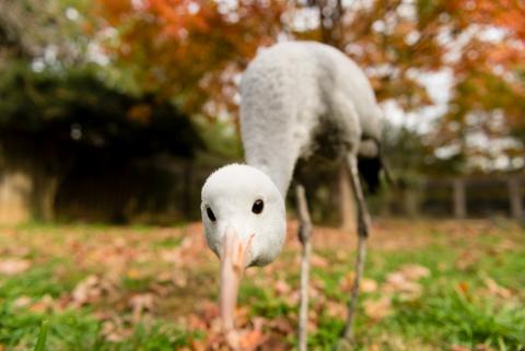 Close-up of a blue crane with her head pointed toward the camera