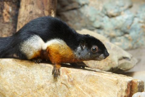  A small squirrel, called a Prevost's squirrel, with whiskers, short pointed ears and a bushy tail perched on a rock. Its thick fur is black, white and brown-red.