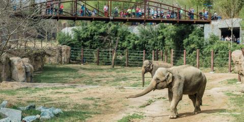 Asian elephants Maharani (foreground) and her mother Kamala (background) explore the Elephant Trails habitat. 