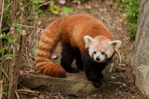 A red panda with thick fur, a wide tail, pointed ears and clawed feet walks along the ground.