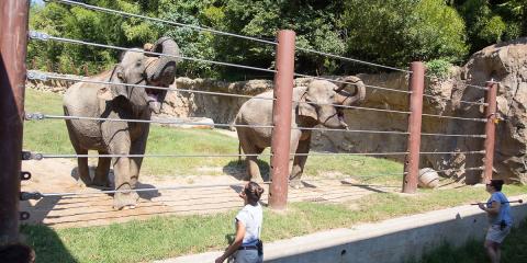 Keepers train Asian elephants at the elephant outpost.