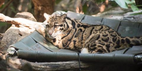 Clouded Leopard Mook