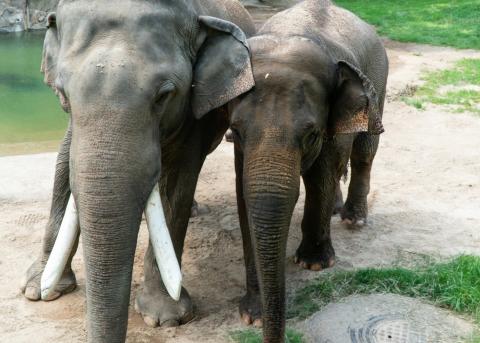 Elephants Spike (left) and Maharani (right). 