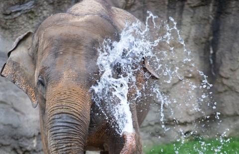 Elephant Maharani sprays herself with water from her trunk. 