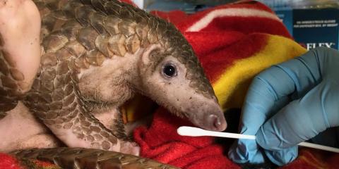 Marc Valitutto tests a pangolin for diseases at the Saving Vietnam's Wildlife center. 