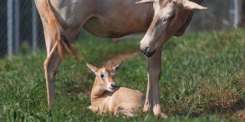 A scimitar-horned oryx calf rests in the grass under its mother