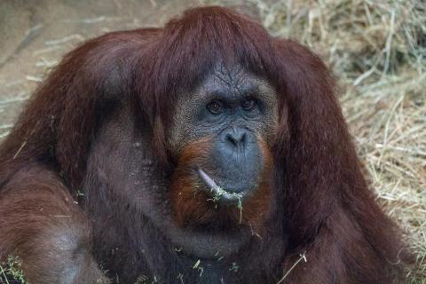 Orangutan Lucy
