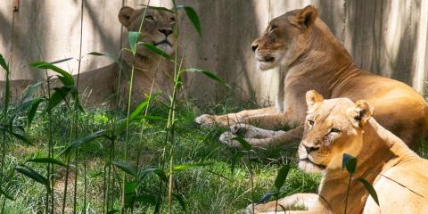 Female Lions Naba, Shera and Amahle