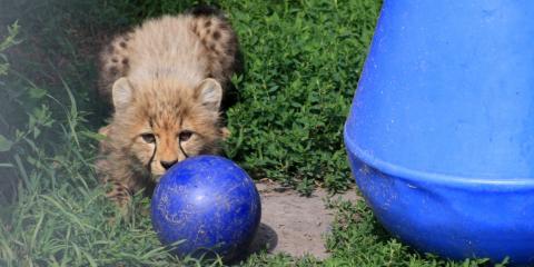 Three-month-old cheetah cub at the Smithsonian Conservation Biology Institute plays with an enrichment toy.