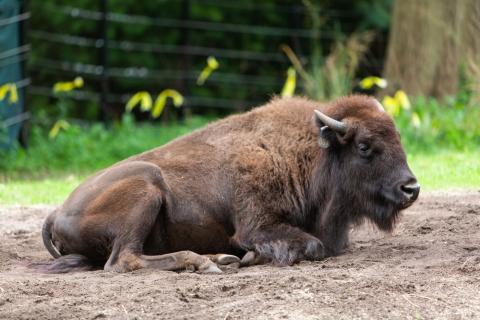 Meet Our Nigerian Dwarf Goats  Smithsonian's National Zoo and Conservation  Biology Institute